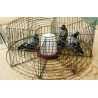 Jaula trampa selectiva para el control de palomas y otras aves
