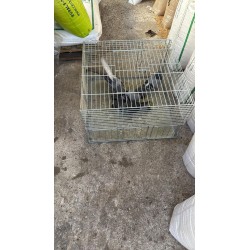 Jaula trampa para palomas multicaptura