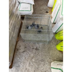 Jaula trampa para palomas multicaptura