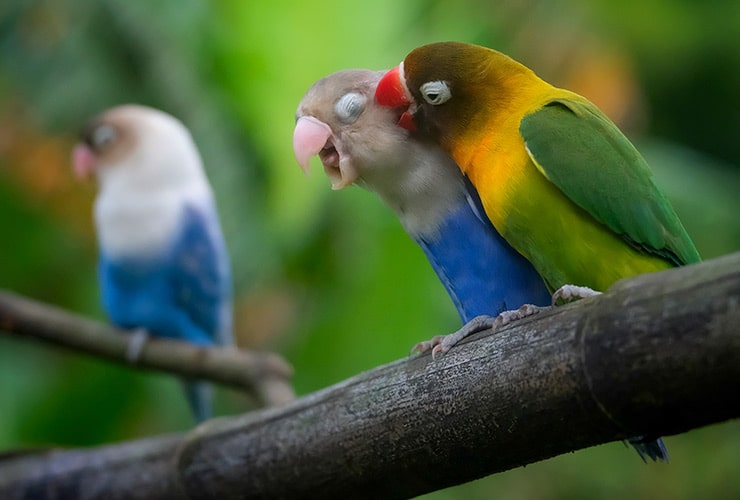 Descubre las Maravillas de los Agapornis: Curiosidades desde GranAnimal